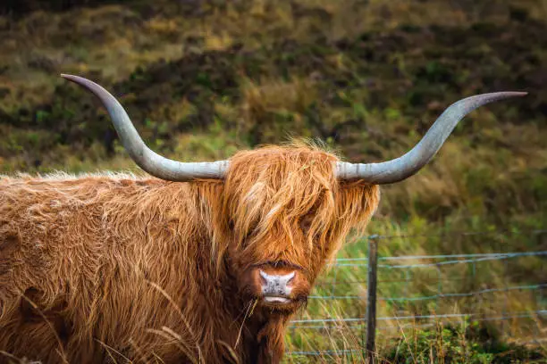 Photo of Scottish Highland Cow