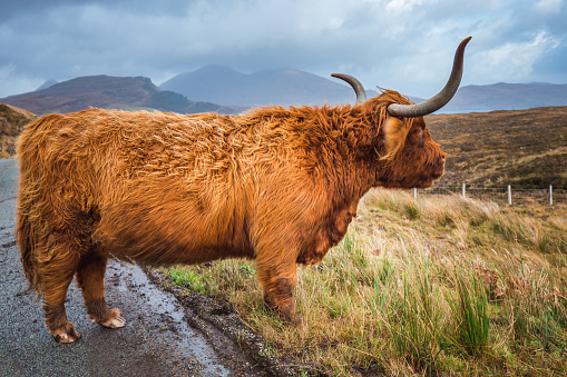 Scottish Highland Cow in field with big horns and long hair, Scotland.