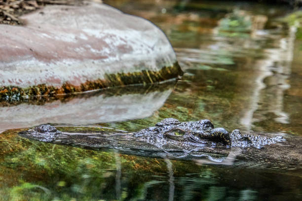 410+ Alligator Swimming Underwater Stock Photos, Pictures & Royalty