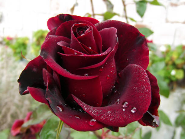 istock Big Dark Red Rose Drop Water 1091516560