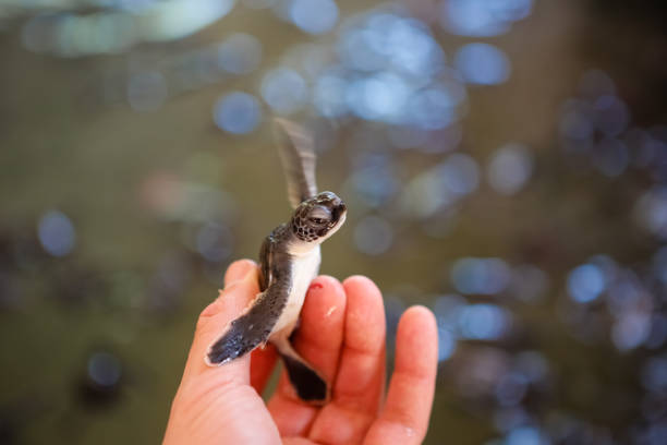 istock Young Sea Turtle in Hand 1091520532