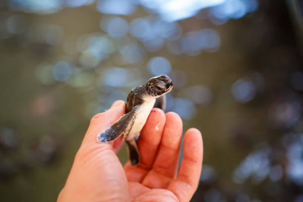 istock Young Sea Turtle in Hand 1091520534