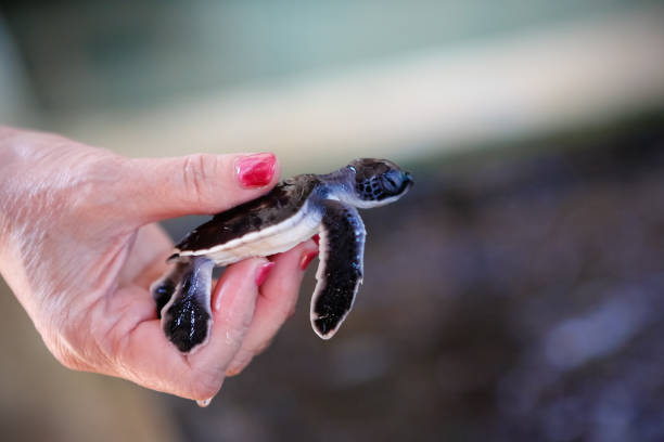 istock Young Sea Turtle in Hand 1091520584