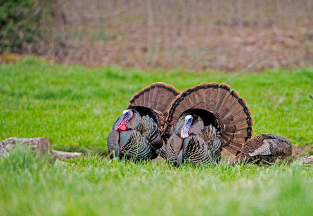 istock Two wild turkey males strut for a female. 1091522428