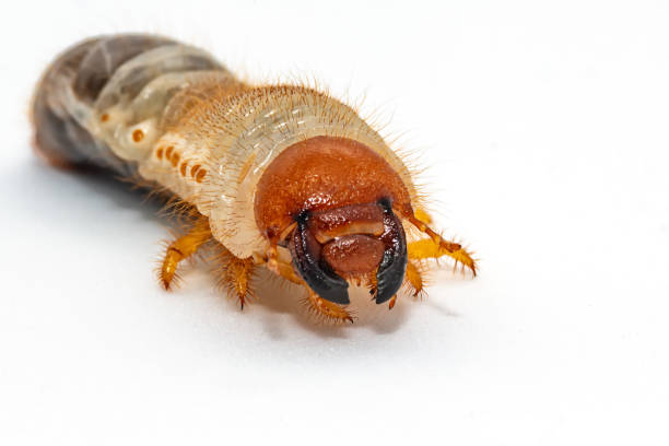 istock Image of grub worms, Coconut rhinoceros beetle (Oryctes rhinoceros), Larva on white background. 1091522476