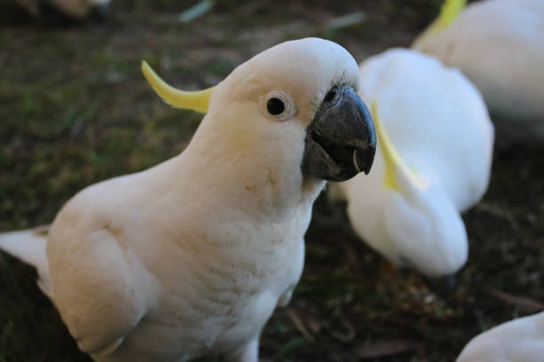 istock The Sulphur-crested Cockatoo (Cacatua galerita) 1091524276