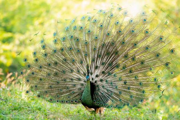 istock Green peafowl ,Beautiful bird 1091524368