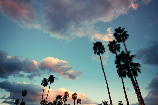 Palm coconut trees against blue cloudy sky background. low angle view