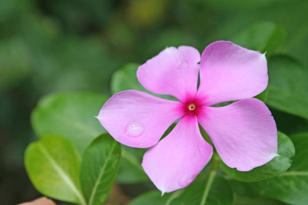 istock Catharanthus roseus blooming with water drops 1091526646