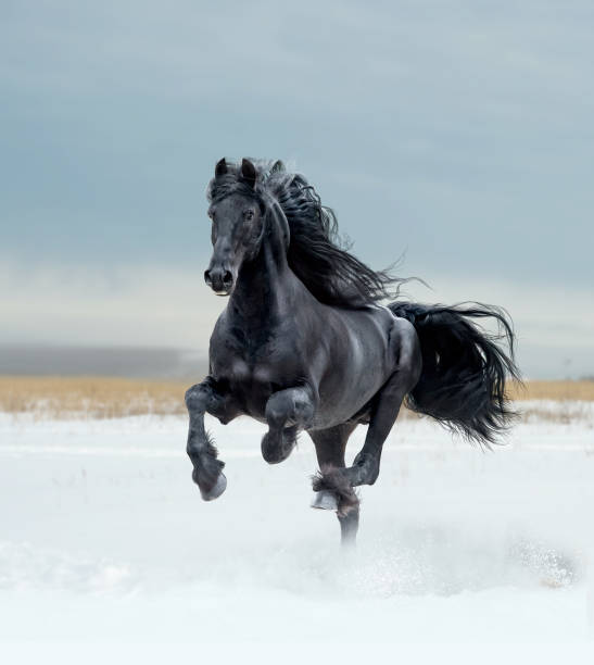 darmowe konie - arabian horse zdjęcia i obrazy z banku zdjęć