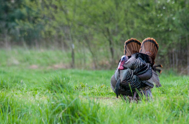 Two wild turkeys strut their tail feathers in Cades Cove. turkeys, strutting tom turkey stock pictures, royalty-free photos & images
