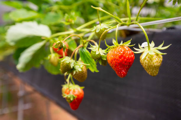 Japan Strawberry, Food, Healthy, Okayama Prefecture, Sustainable Lifestyle, Sustainable Resources.