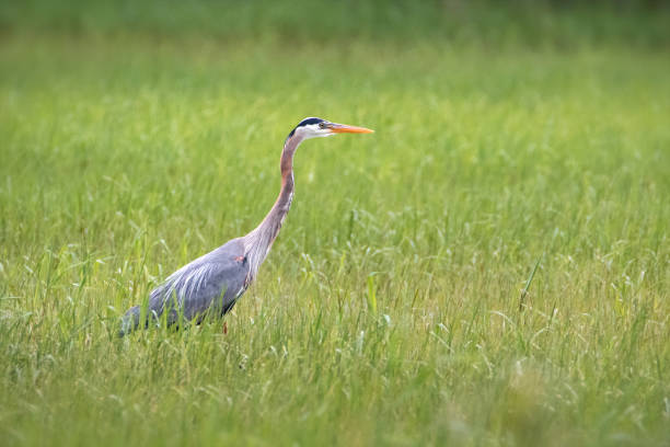 istock Great Blue Heron hunting in long green grass wet land 1091532032