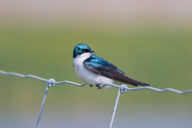 istock Tree swallow on wire fence, looking over its shoulder 1091532058
