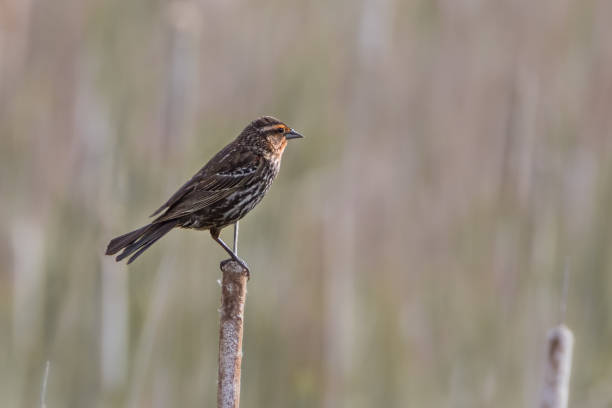 istock Female red-winged blackbird on cattail 1091532060