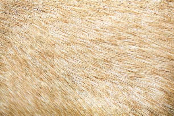 istock Brown dog skin texture , Nature background 1091532114