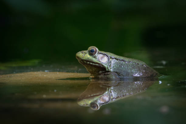 istock Green Frog profile view and reflection in water 1091532154
