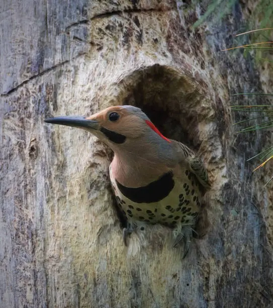 Close-up portrait of a colorful woodpecker about to leave nest