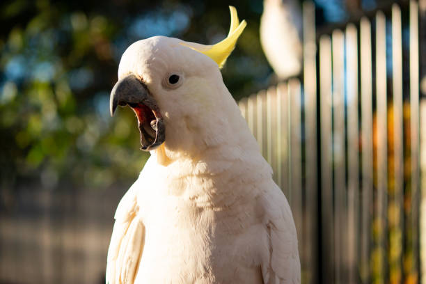 The Sulphur-crested Cockatoo (Cacatua galerita) portrait stock photo