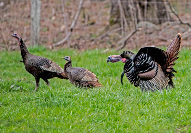 istock A male turkey gobbles after two hens. 1091534324