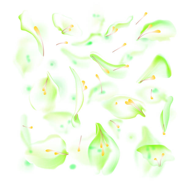 istock Vector set of green falling rose and sakura petals. Blurred spring blossom petal set with decorative elements, stamen. Sakura petal set, blossom rose petals objects, petal element set with blured sakura 1091534438