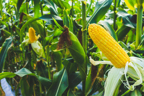 corn cob with green leaves growth in agriculture field outdoor - agriculture close up corn corn on the cob imagens e fotografias de stock