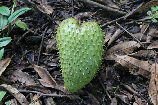 Hojas De Guanábana Veneno Para El Cerebro Frutas Exóticas De Guanábana En El Suelo Con Hojas Foto de stock y más