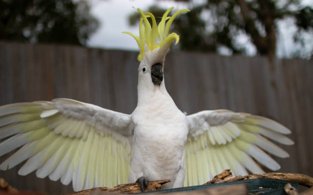 istock The Sulphur-crested Cockatoo (Cacatua galerita) wing portrait 1091537202