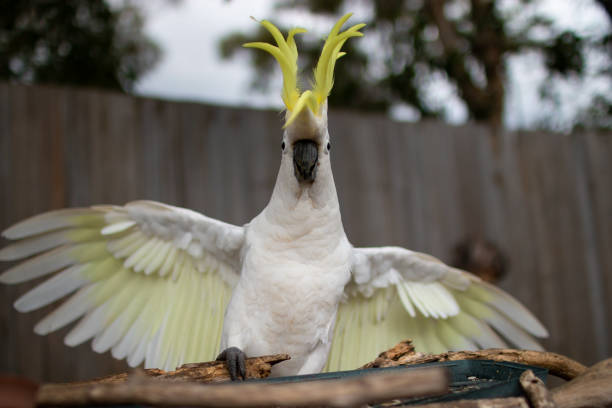 istock The Sulphur-crested Cockatoo (Cacatua galerita) wing portrait 1091537216