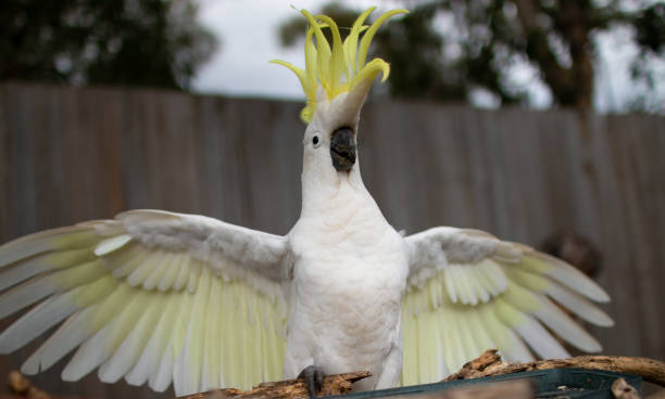 istock The Sulphur-crested Cockatoo (Cacatua galerita) wing portrait 1091537256