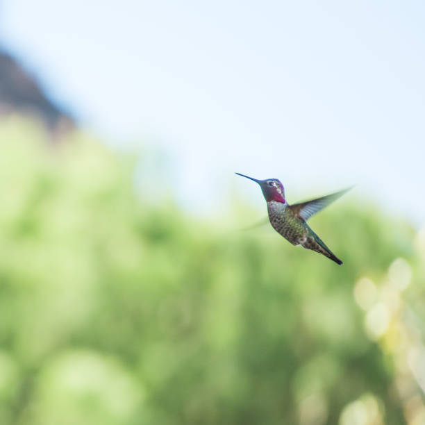 Hummingbird in Flight stock photo