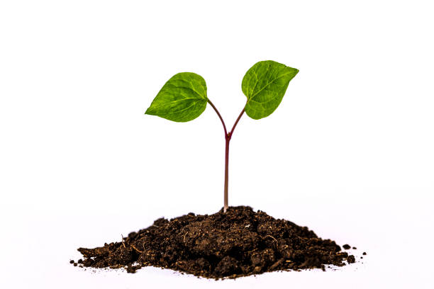 istock New Life isolated on white background 1091537890