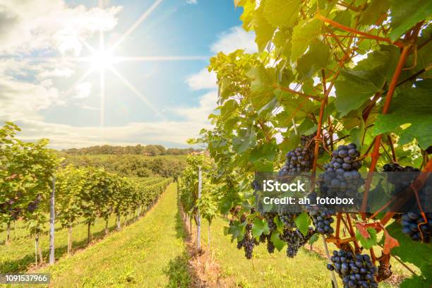 Sonnenuntergang Über Weinbergen Mit Rotweintrauben Im Spätsommer Stockfoto und mehr Bilder von Weinberg