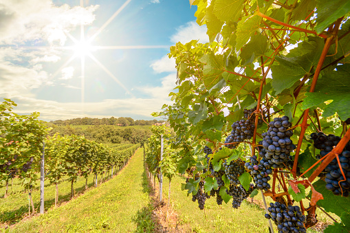 Puesta de sol sobre viñedos con uvas de vino rojo a finales de verano photo