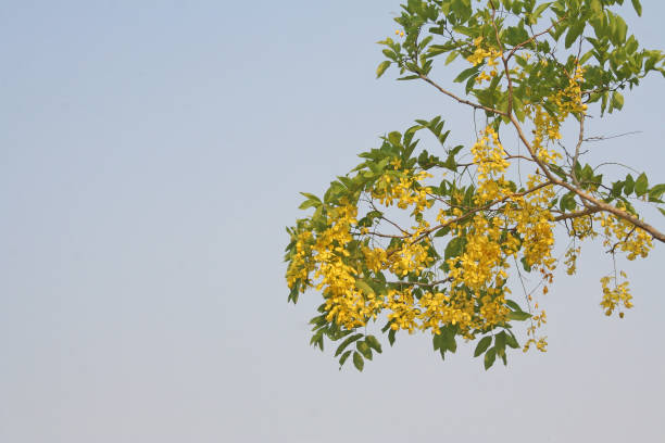 istock Golden shower trees and sky 1091537994