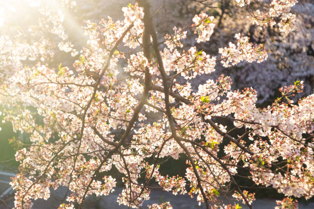 розовые вишни и линзы вспышки - cherry blossom spring day sakura стоковые фото и изображения