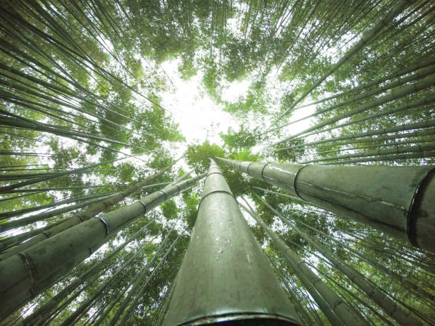 plantas de bambú se levantan desde el suelo - tree bamboo tall japanese culture fotografías e imágenes de stock