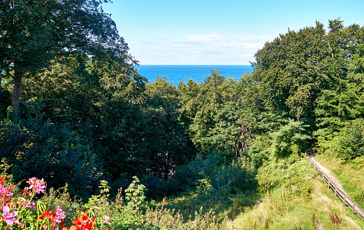Path on the gorge with a view over the trees to the Baltic Sea. Lohme on the island of Rügen.