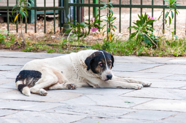 duży biały pies ulicy leżący na ziemi na chodniku w atenach - dog lying down tired street zdjęcia i obrazy z banku zdjęć