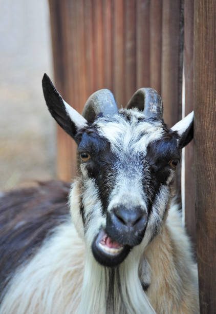 istock Goat in farm corral 1091547630