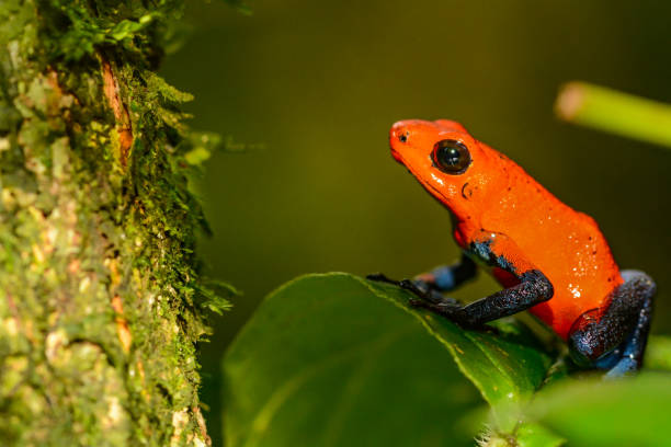istock Strawberry Poison Dart Frog 1091552464