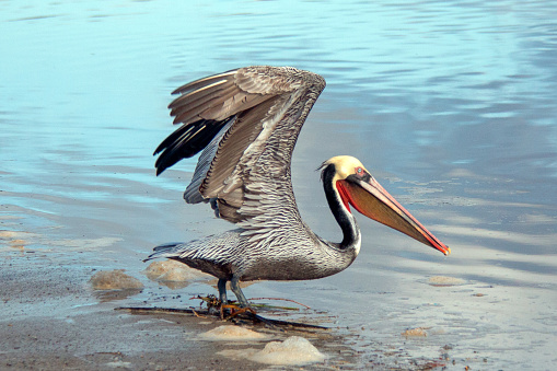 Pelican taking off in flight at Oxnard beach next to Santa Clara river wetland on California's gold coast in the United States