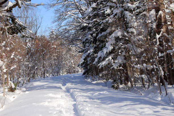 istock Landscape of a ski course walking in Sapporo's forest park 1091554488