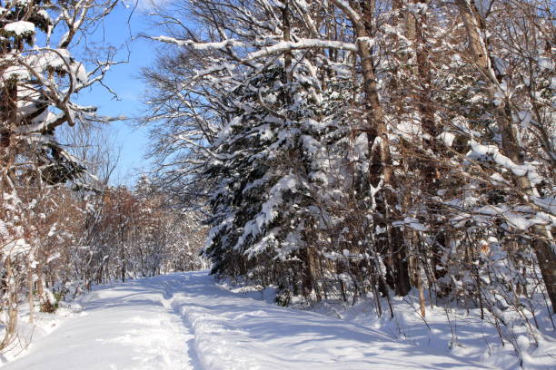istock Landscape of a ski course walking in Sapporo's forest park 1091554538