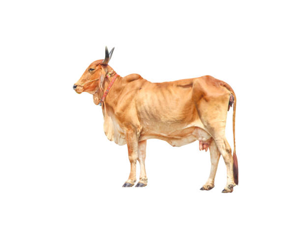 istock Female red bull or bos javanicus standing isolated on white background with clipping path 1091554594