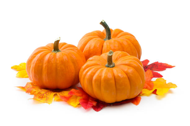 istock Fresh orange miniature pumpkins isolated 1091555854