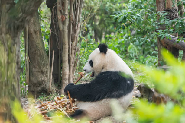 istock giant panda bear eating bamboo 1091557654