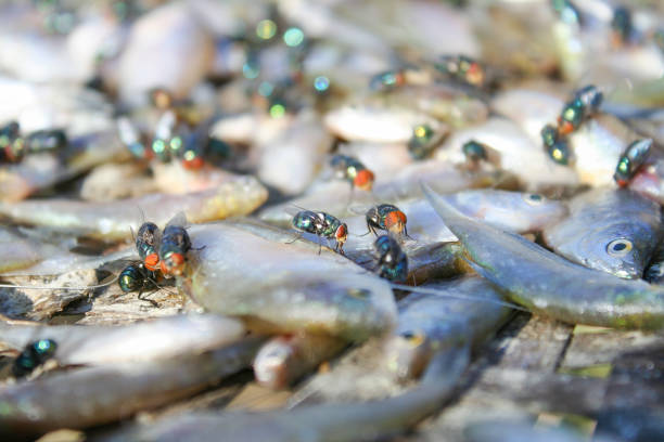 istock Live house fly insect group ( diptera ) on dried fish, 1091557656