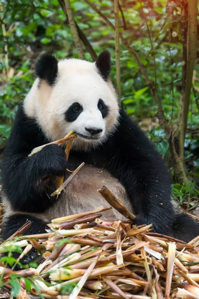 istock giant panda bear eating bamboo 1091557804