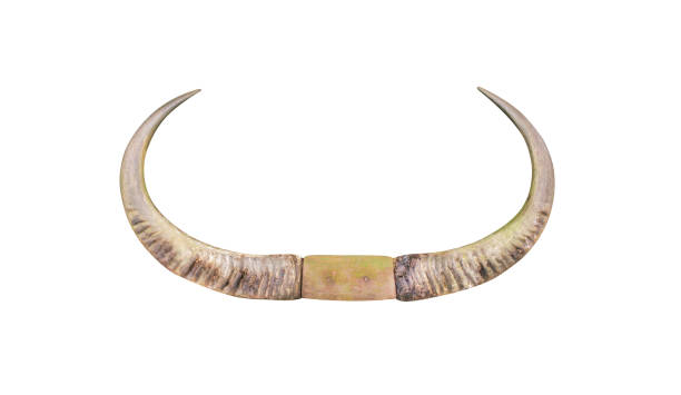 istock Huge asian buffalo horn isolated on white background with clipping path 1091561546